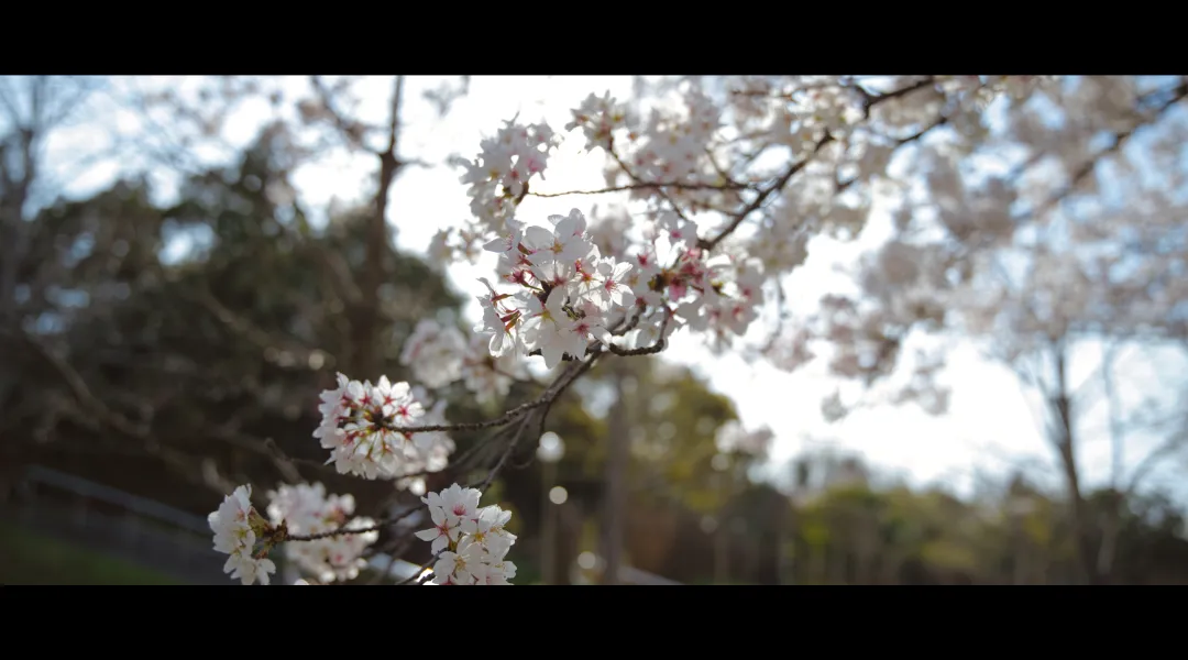 20201年3月 桜